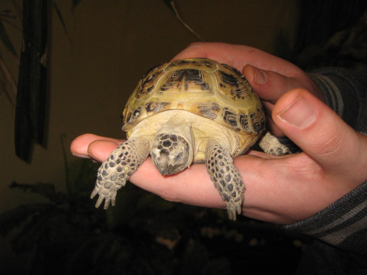 Спячка черепахи в домашних условиях. Среднеазиатская черепаха. Черепаха Среднеазиатская лапы. Сухопутная сухопутная черепаха. Среднеазиатская черепаха гуччи.