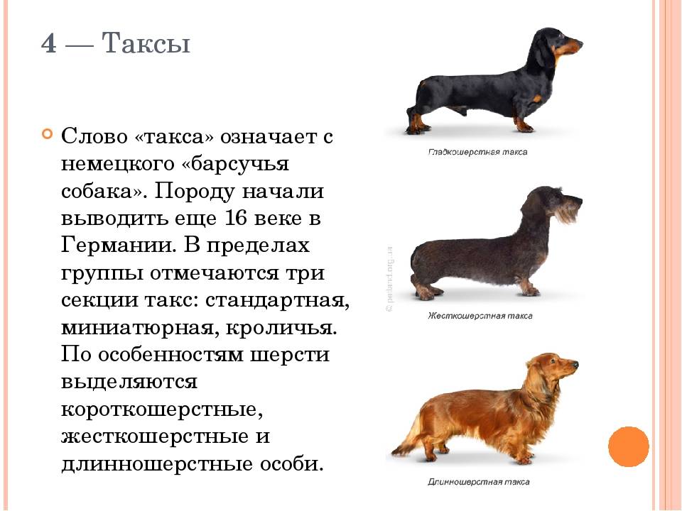 Виды и разновидности собак породы такса — такие разные и такие милые