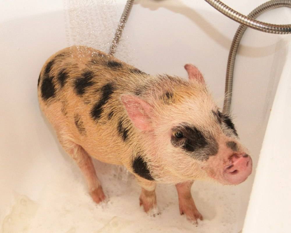 Маленькая декоративная свинка: уход и содержание мини пиги в домашних условиях