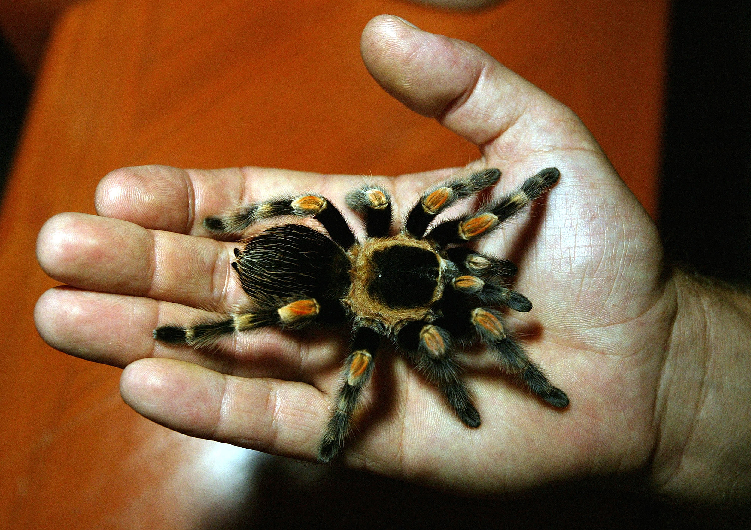 Тарантула домашний паук тарантула