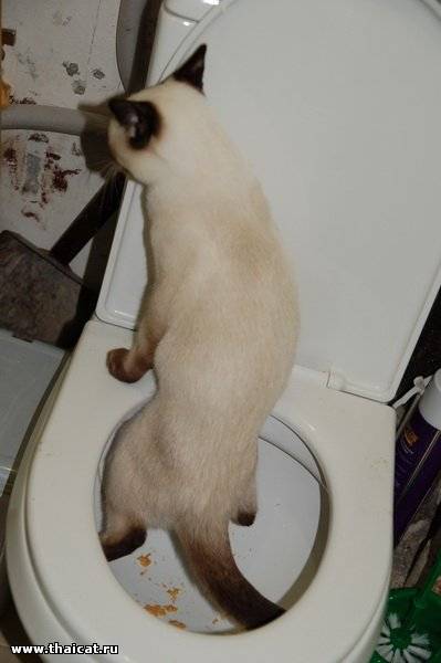Почему кошка не ходит в туалет и стоит ли опасаться
