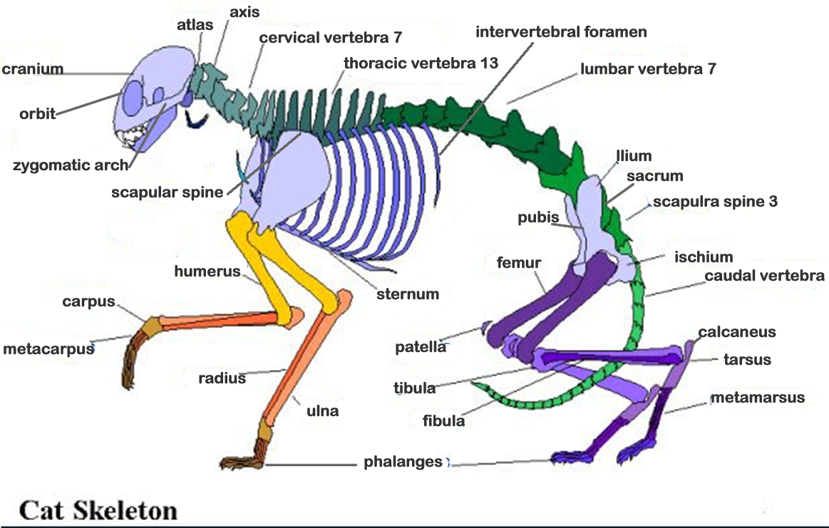 Анатомия кошки: строение скелета, внутренние органы, особенности слуха