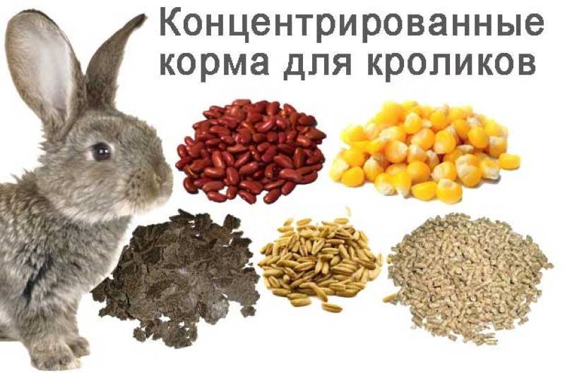 Каким зерном лучше кормить кроликов