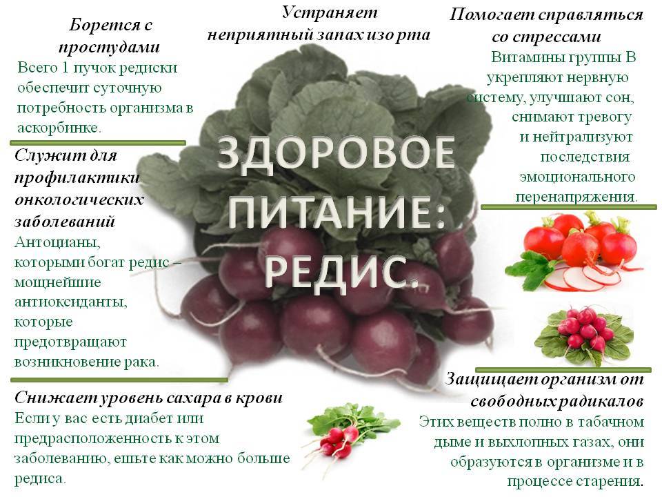 Какими продуктами можно кормить морских свинок