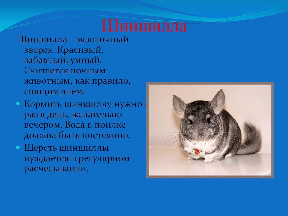 Шиншилла - 94 фото самого милого грызуна из южной америки