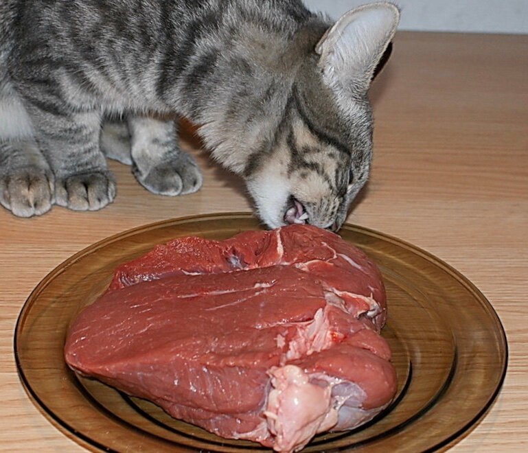 Можно ли давать кошкам и котам сырое, а также вареное мясо говядины
