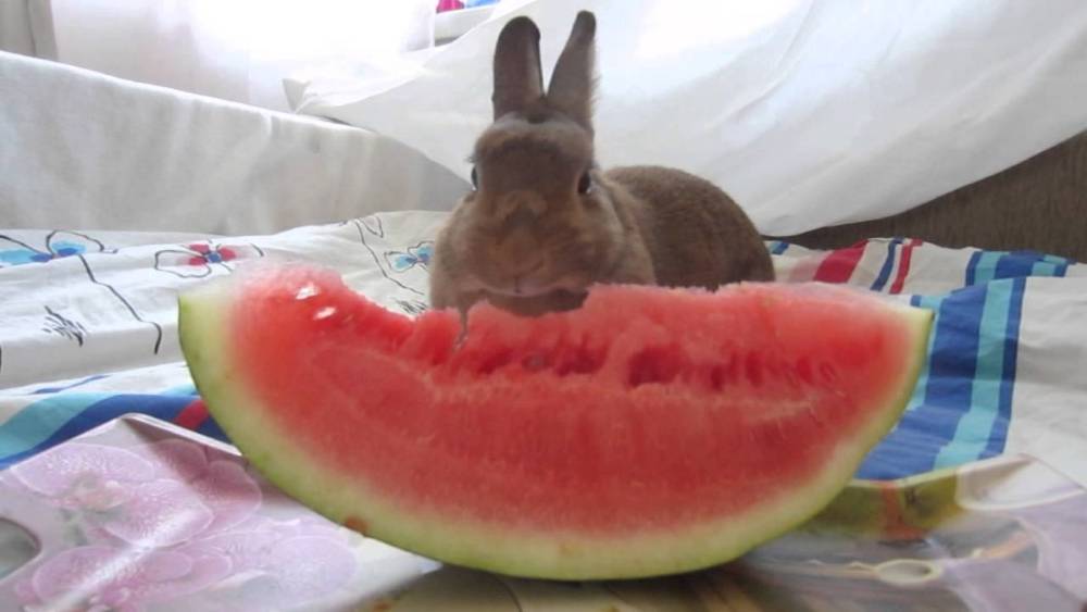 ✅ можно ли кормить кроликов арбузными корками - питомник46.рф