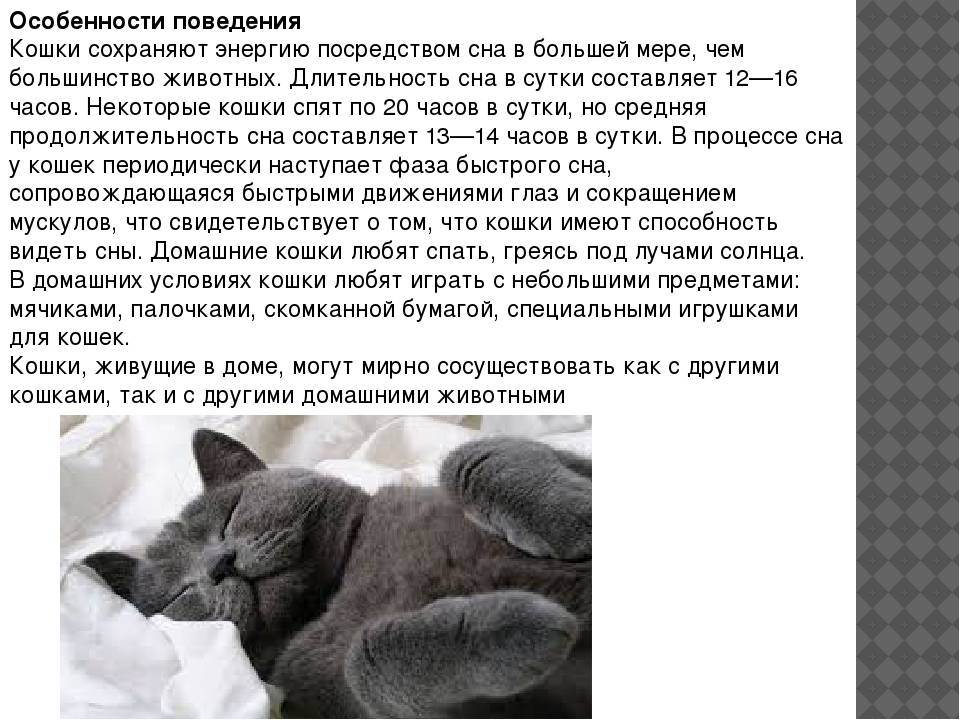 Кто в доме хозяин, или как отучить кота кусаться и царапаться