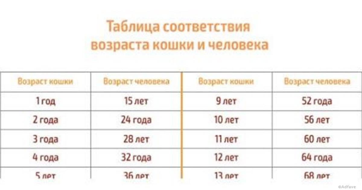 Как определить возраст джунгарского и сирийского хомяков