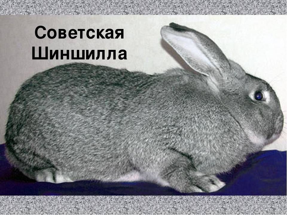 Кролики породы шиншилла. Советская шиншилла кролик. Советская шиншилла порода кроликов. Советская шиншилла крольчата. Кролик великан шиншилла.