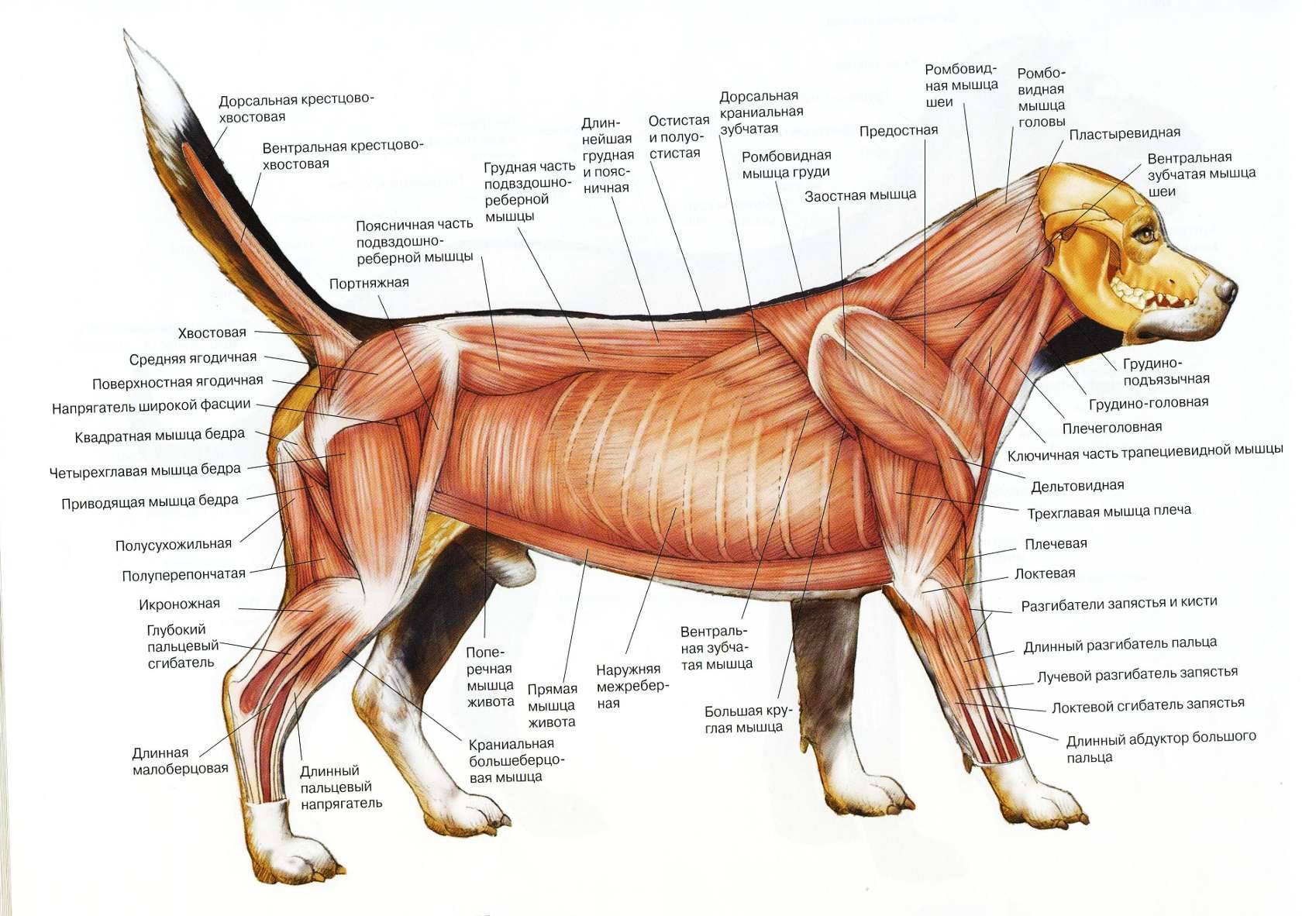 Экскурс в мир собачьей анатомии: «внутреннее устройство» четвероногих друзей