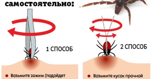 Как удалить клеща картинки