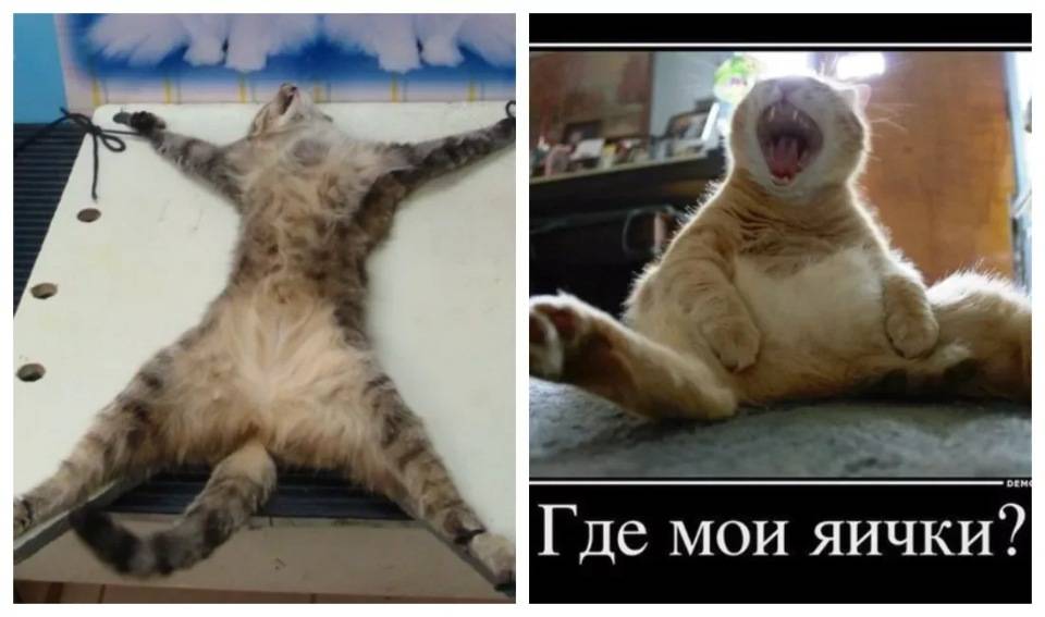 Как подружить в одной квартире кота и кошку: полезные советы