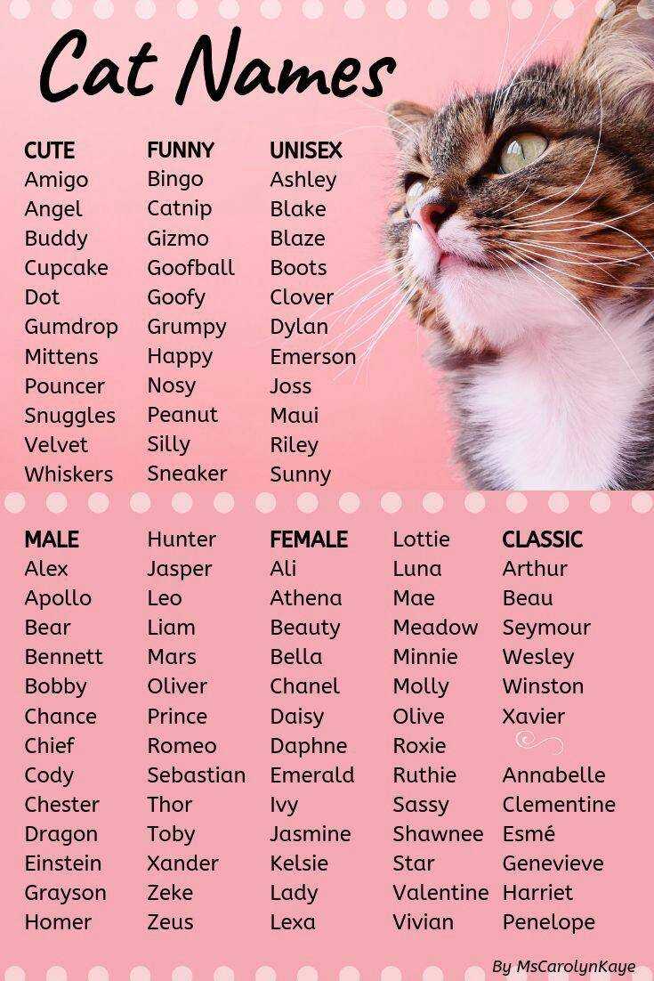 Кличка для вислоухого кота мальчика и девочки: 667 красивых и легких имён на 2021 год