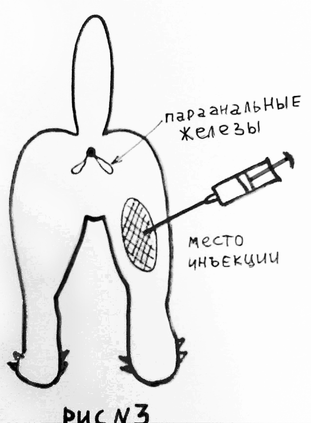 Укол кошке внутримышечно схема