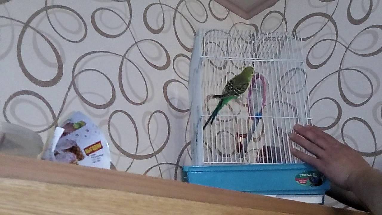Первые дни дома волнистого попугая, адаптация после покупки
