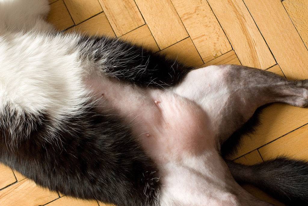 Шишка у собаки: уплотнение под кожей на холке, спине, внизу живота, на морде, боку и хвосте, подкожные опухоли на всем теле, что делать и как лечить