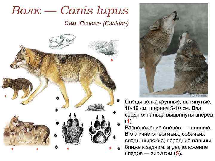 Чем отличаются волки от собак: в чем разница по внешности и размерам