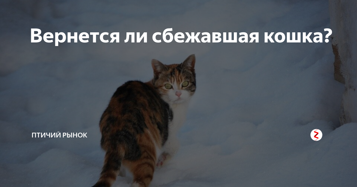 Лучше любого навигатора: как кошки находят дорогу домой