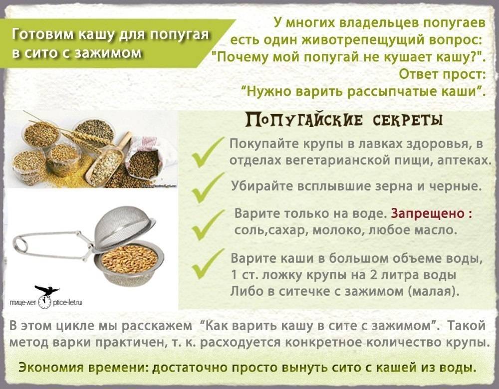 [новое исследование] можно ли попугаю (волнистому, корелле) хлеб: белый, чёрный, сухари, макароны