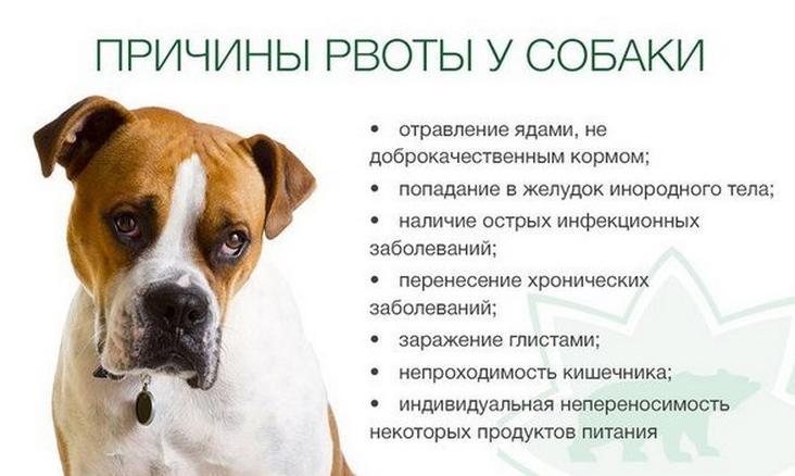 Собаку рвет: почему тошнит щенка после еды