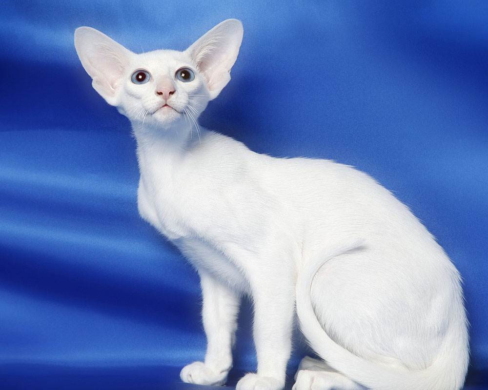 Сноу-шу: фото и описание породы кошек (характер, уход и кормление)
