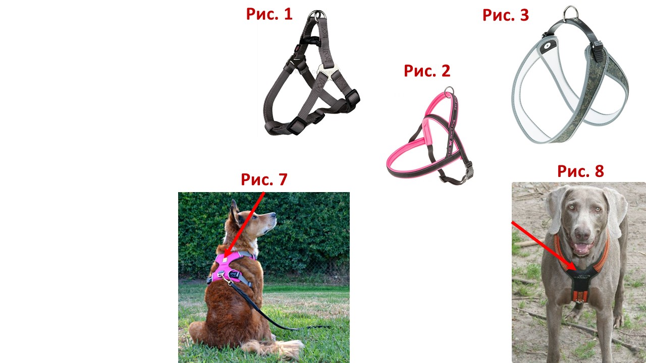 Как правильно одеть шлейку на собаку пошаговая инструкция фото пошагово