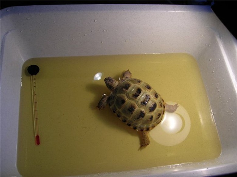 Как правильно ухаживать за сухопутной черепахой в квартире