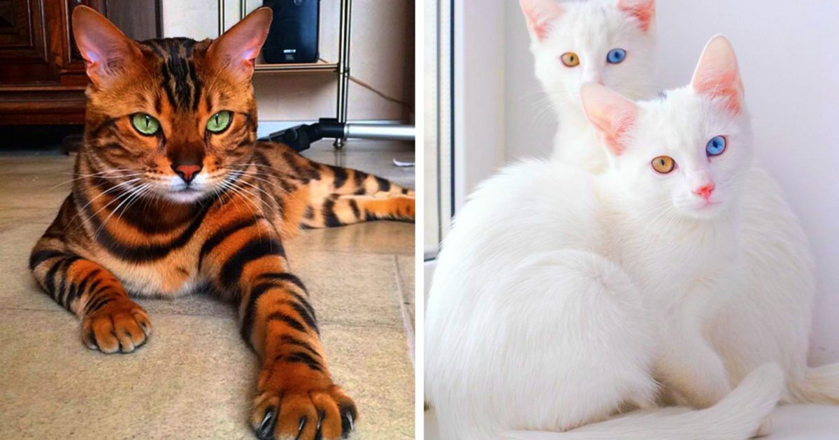 Все породы кошек с фотографиями