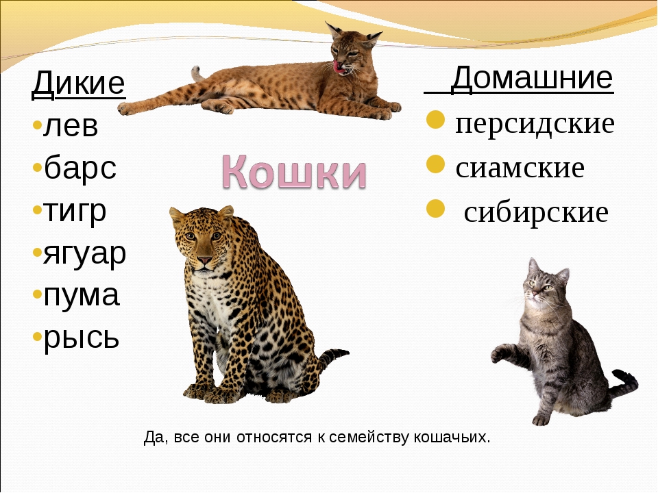 Семейство кошачьих — характеристика, представители, классификация и фото