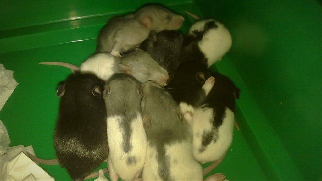 Беременность у крыс, подготовка к родам и осложнения при них