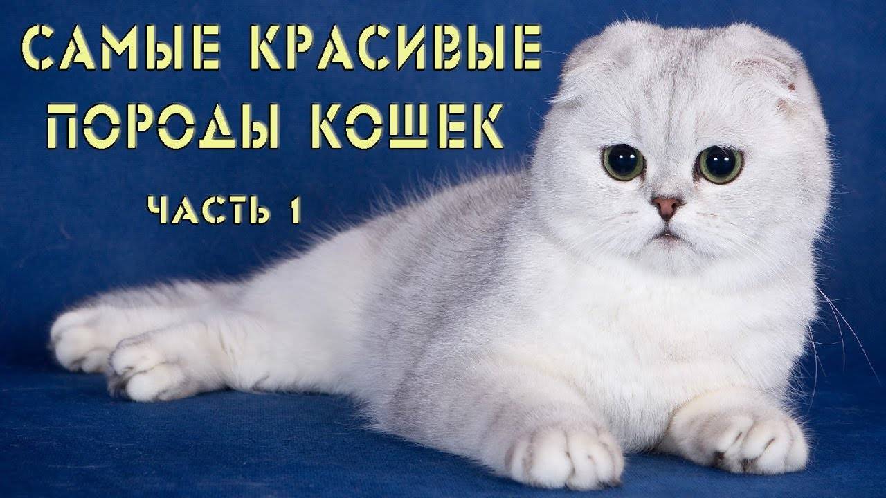 ᐉ какая порода кошек самая умная и преданная? - zoomanji.ru