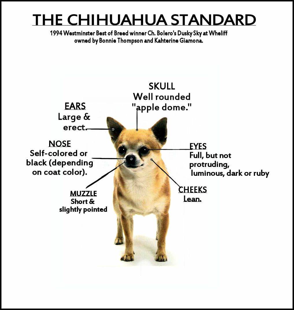 Описание породы чихуахуа: характеристика и обзор собаки