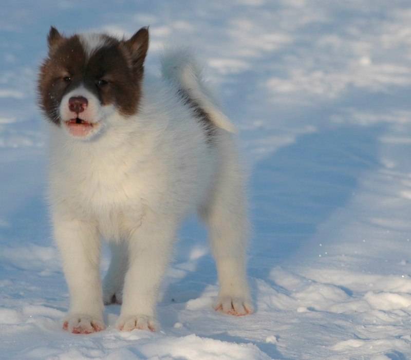 Северная инуитская собака – не признанный гибрид. внешний вид, характер, содержание и уход (+ фото) | ваши питомцы