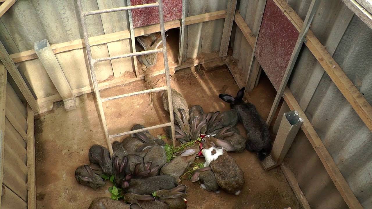 Ямное содержание кроликов: особенности содержания; подробный опыт, чертёж