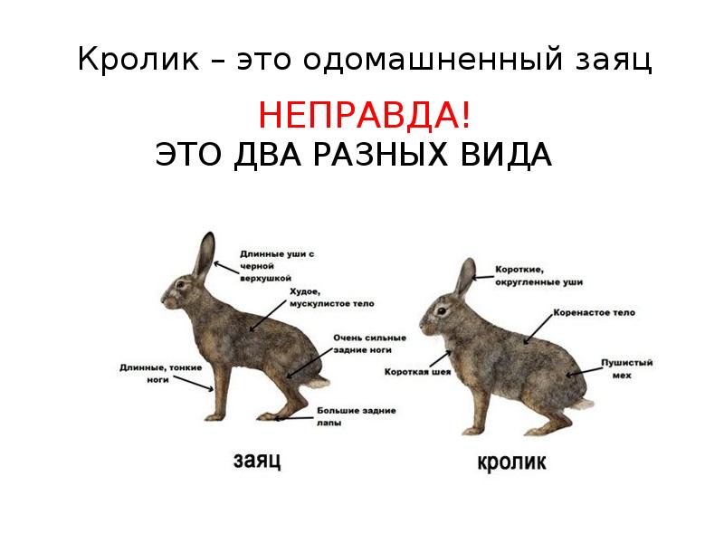 Кролики и зайцы: общее и чем они отличаются | в чем разница
