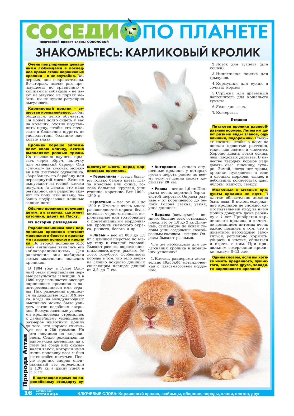 Чем можно кормить декоративного кролика в домашних условиях