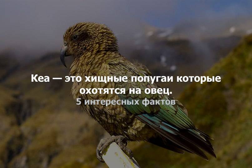 Кеа: описание, фото хищного попугая, как охотится на овец, интеллект и особенности птицы из новой зеландии