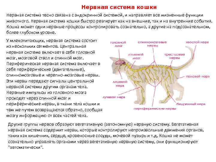 Потеют ли кошки и коты: как работает система потоотделения у котят и взрослых животных, может ли у питомцев выступить пот и в каких местах