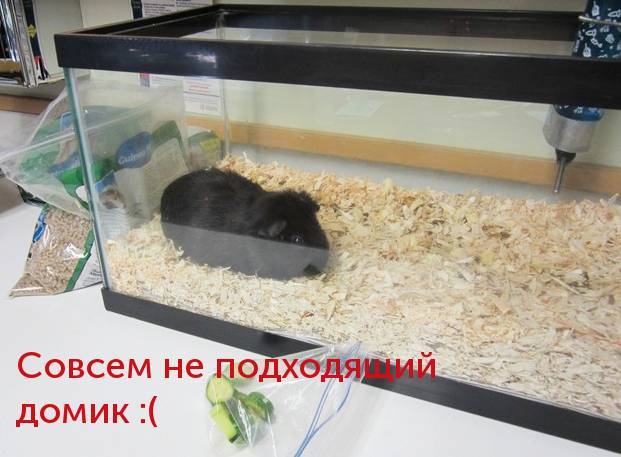 Морская свинка: уход и содержание в домашних условиях, сколько живет