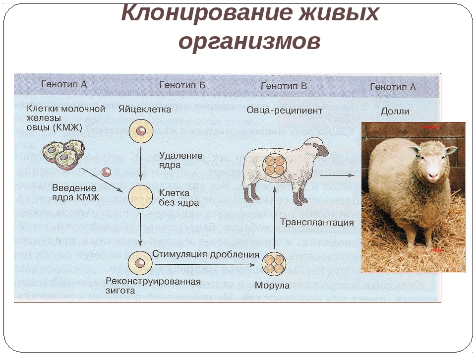 Клонирование домашних животных: можно ли клонировать кошку, каким получается клон кота, фото клонированных кошек