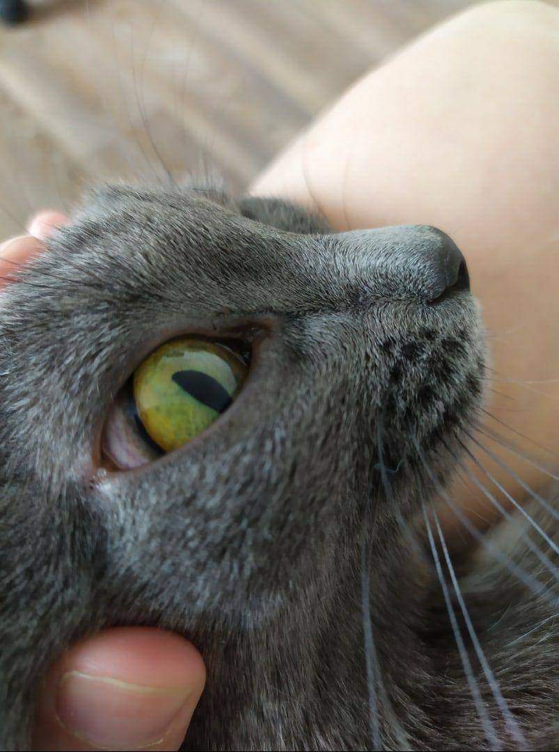У кошки покраснел глаз: причины, что это значит, что делать в домашних условиях