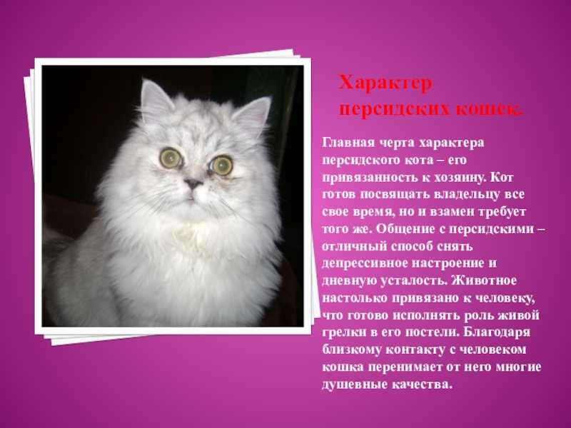 Персидская кошка. Персидская кошка описание. Характер кота. Персидский кот описание.