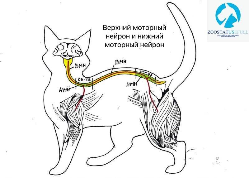 Нервная система кошки схема