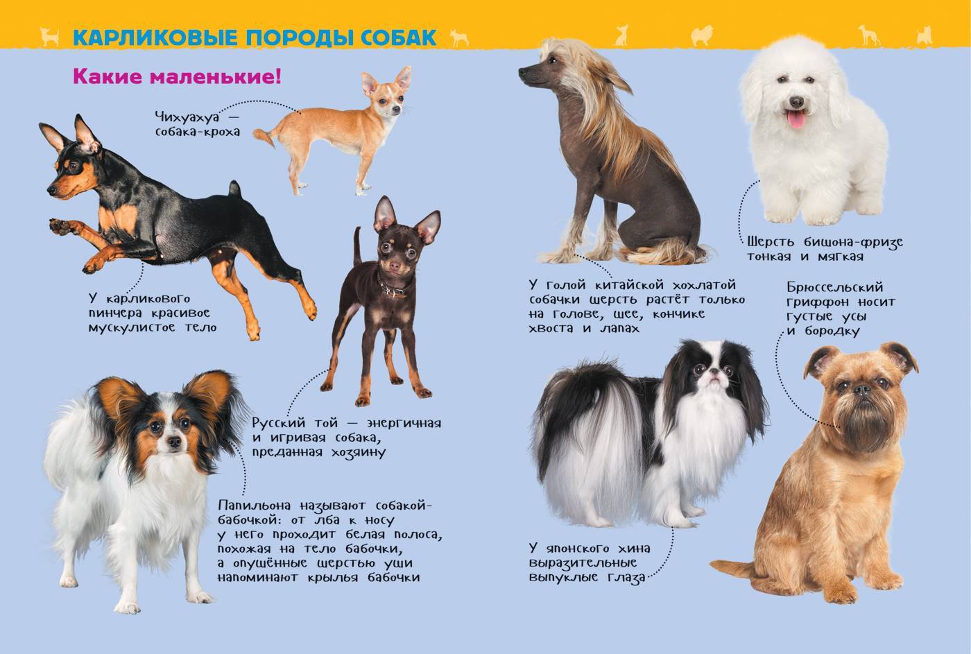Средние породы собак с названиями: обзор питомцев таких размеров