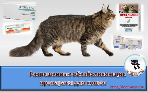 Можно ли кошке обезболивающее. Обезболивающие для кошек. Лекарство для кошек обезболивающее. Обезболивающие таблетки для котов. Обезболивающие уколы для кошек.
