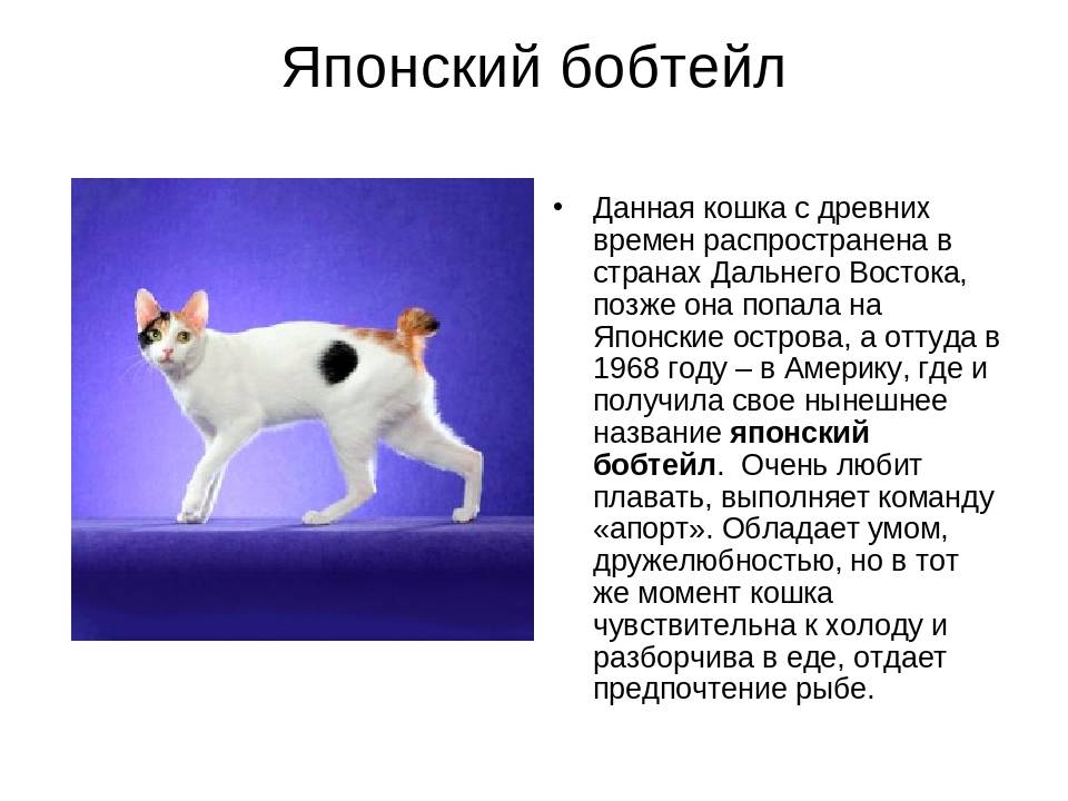 Порода японский бобтейл: особенности внешности и характера, фото кошки и отзывы владельцев кота, уход за питомцем дома