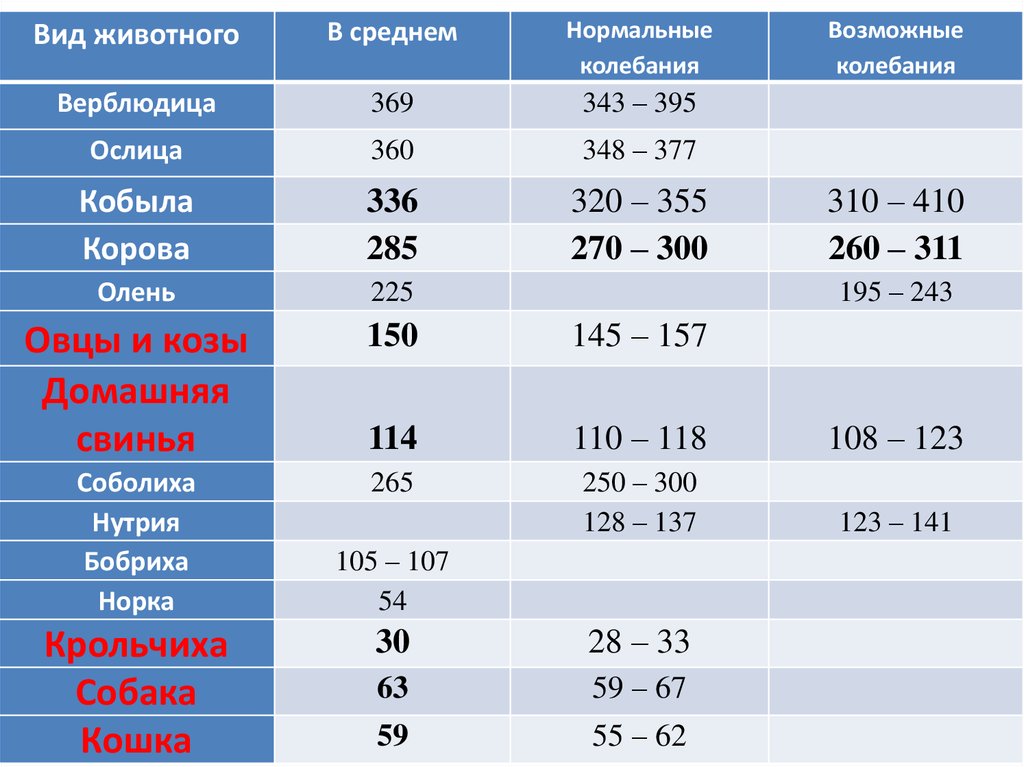 Сколько длится беременность у собак: основные признаки и сроки