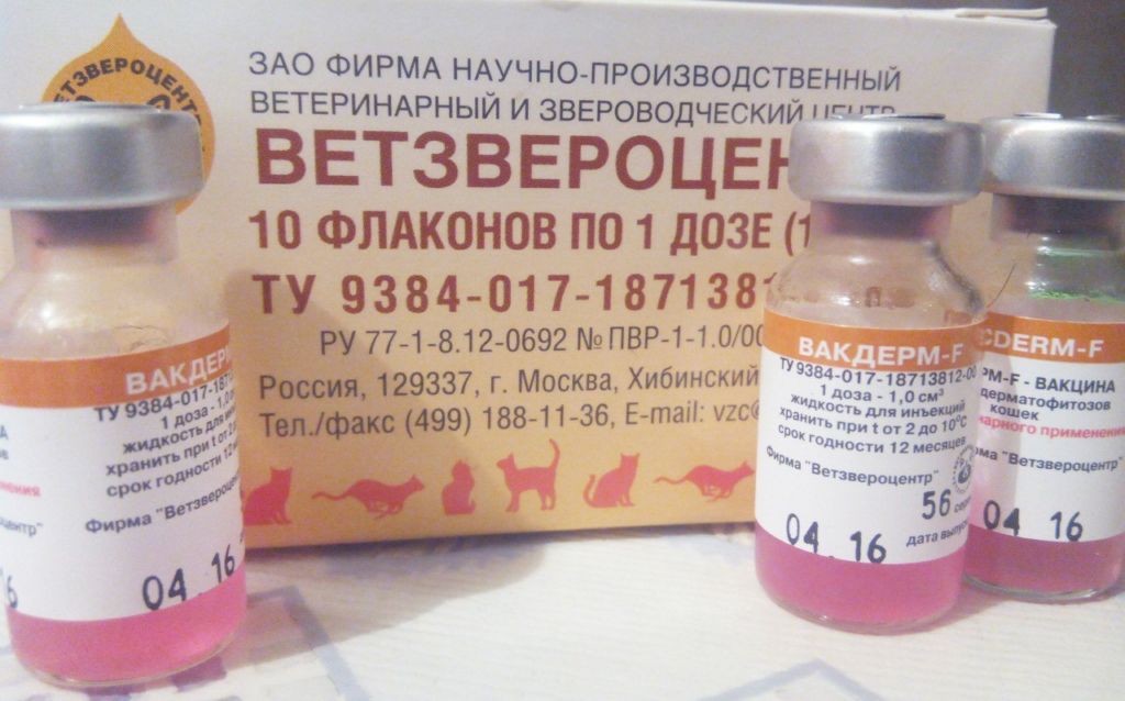 Как правильно проводить обработку кожи кошки при лишае. чем лечить лишай у кошек в домашних условиях – шампуни, спрей, мази, кремы и лекарства.