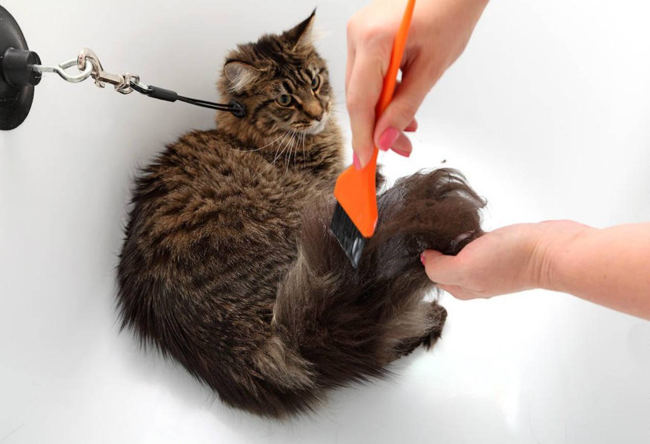 Купаем маленького котенка в 1, 2, 3 месяца. можно ли мыть котенка?
